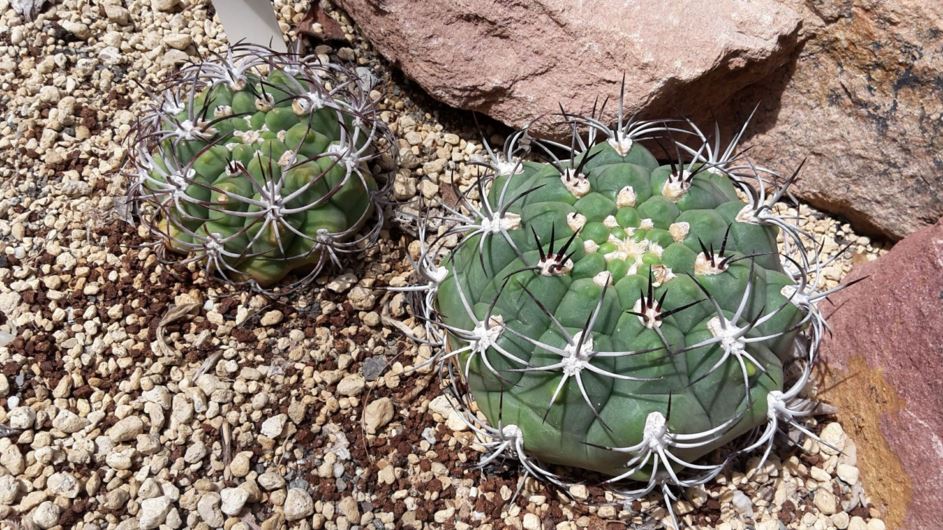 Gymnocalycium saglionis - Giant chin cactus