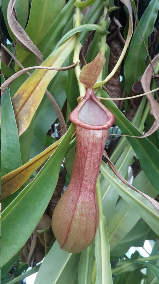 Nepenthes Ventrata gx - Bekerplant, Pitcher-plant