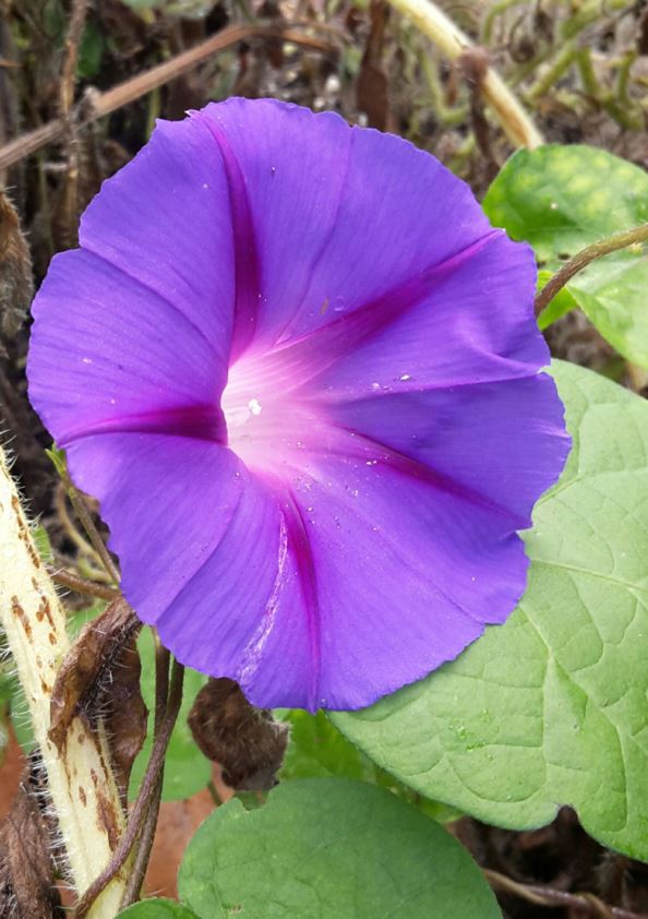Ipomoea purpurea - Blauwe winde, Purple morning glory, Volubilis, Purpur-Prunkwinde