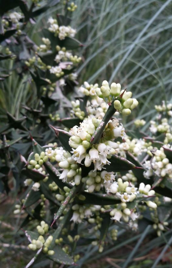 Colletia paradoxa - Anchor plant, Kreuzdorn, Curumamil