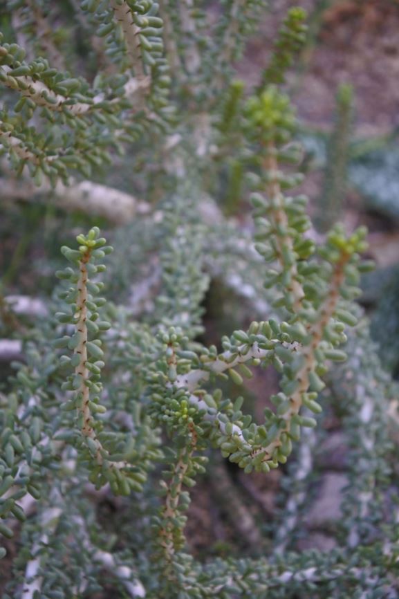 Ceraria namaquensis - Hottentotsriem, Wolftoon, Namaqua porkbush, Namaqualand ceraria