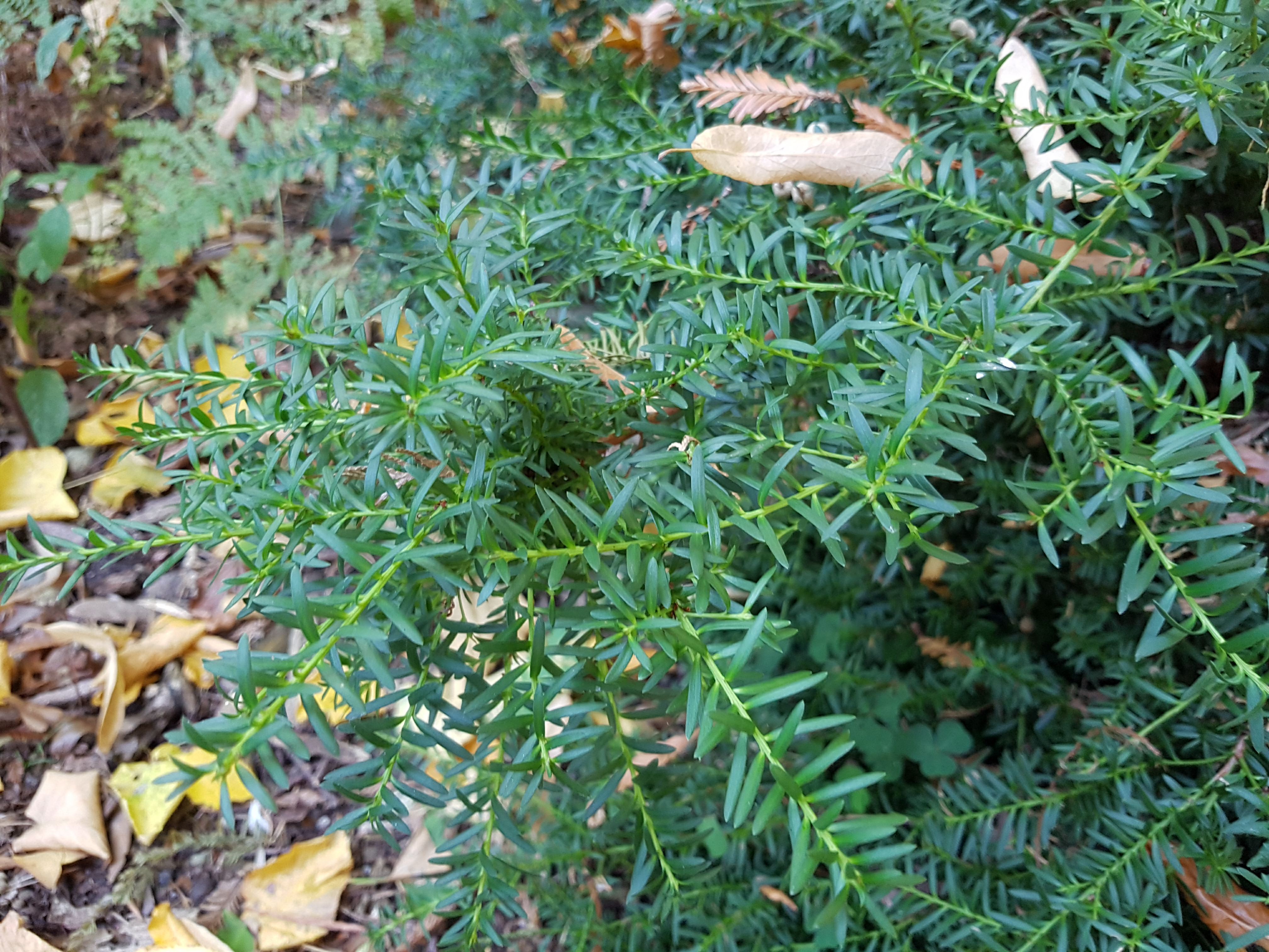 Podocarpus lawrencei - Alpine plum pine, Mountain plum pine