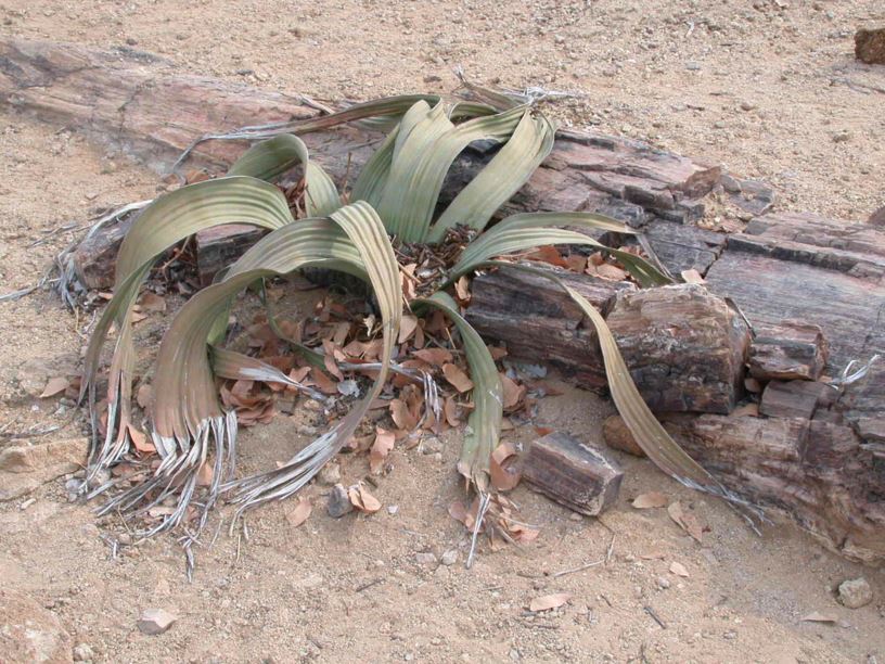 Welwitschia mirabilis subsp. mirabilis