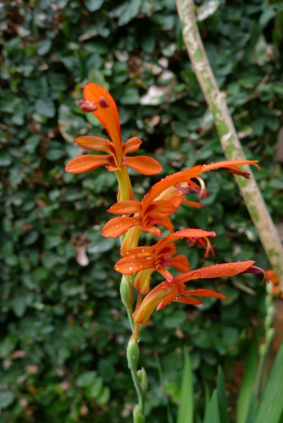 Chasmanthe aethiopica - Klein kapelpypie  , Suurkanol, Cobra lily