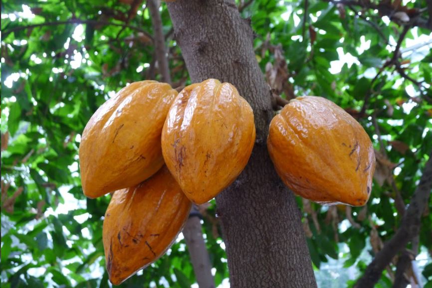 Theobroma cacao - Cacao, Kakao, Cacau, Kakaw