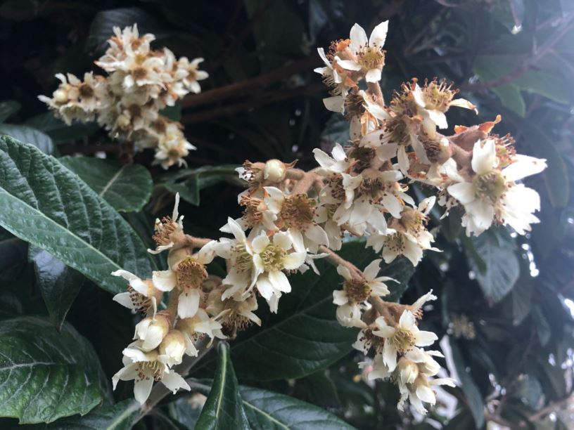 Eriobotrya japonica - Japanse mispel, ビワ, Níspero