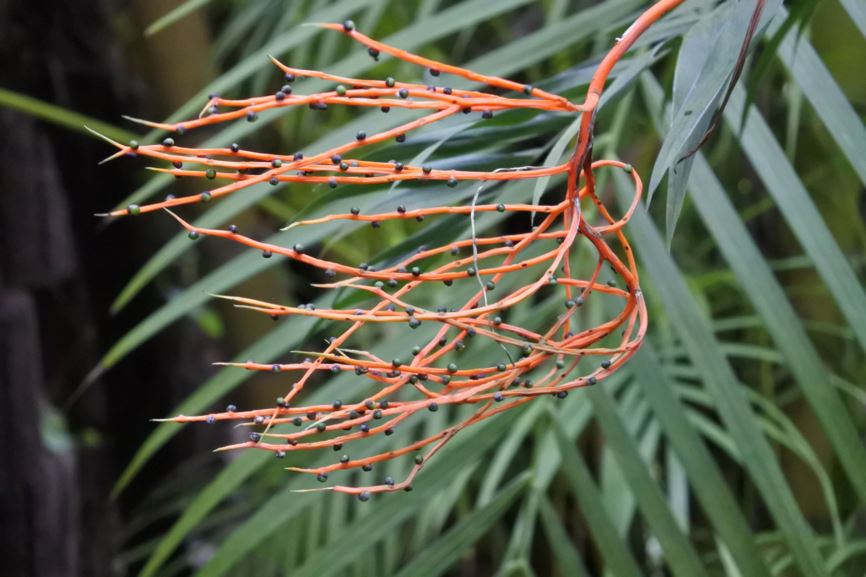 Chamaedorea elegans - Mexicaanse dwergpalm, Neanthe Bella Palm, Parlor palm, Parlour palm, Palmilla de hojas angostas, Palmita camedor, Tutchast