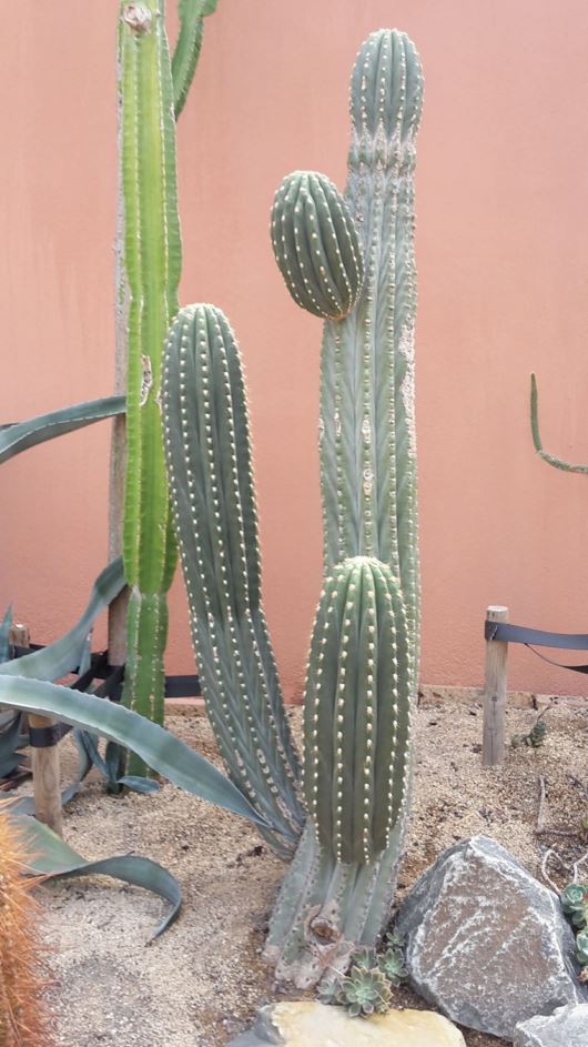 Echinopsis terscheckii - Cardon grande cactus
