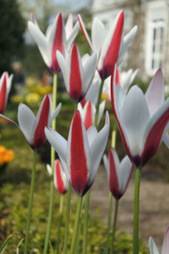 Tulipa clusiana - Lady tulip