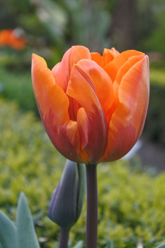 Tulipa (Triumph Group) 'Prinses Irene'