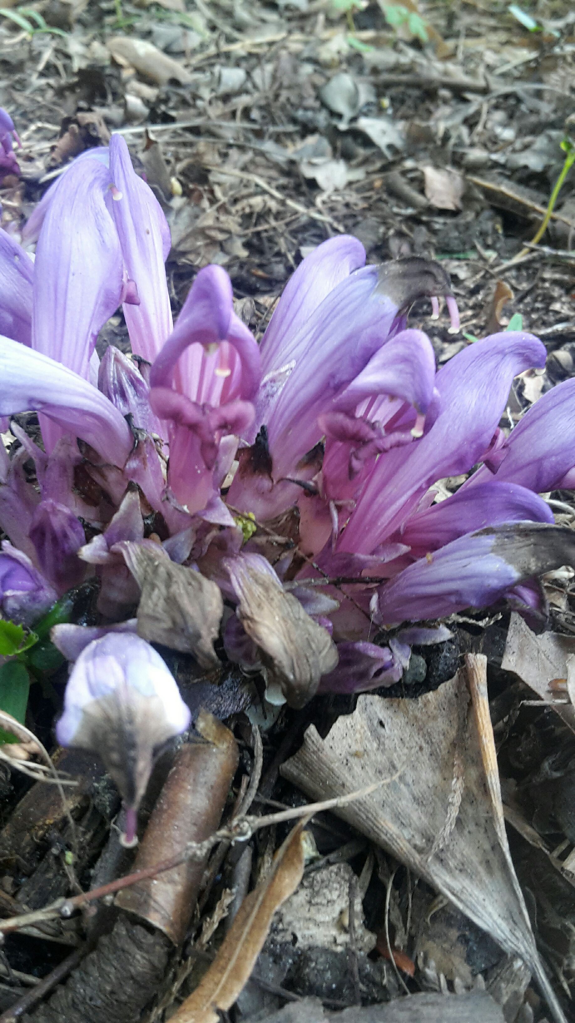 Lathraea clandestina - Paarse schubwortel, Purple toothwort, Lathrée clandestine, Verborgene Schuppenwurz