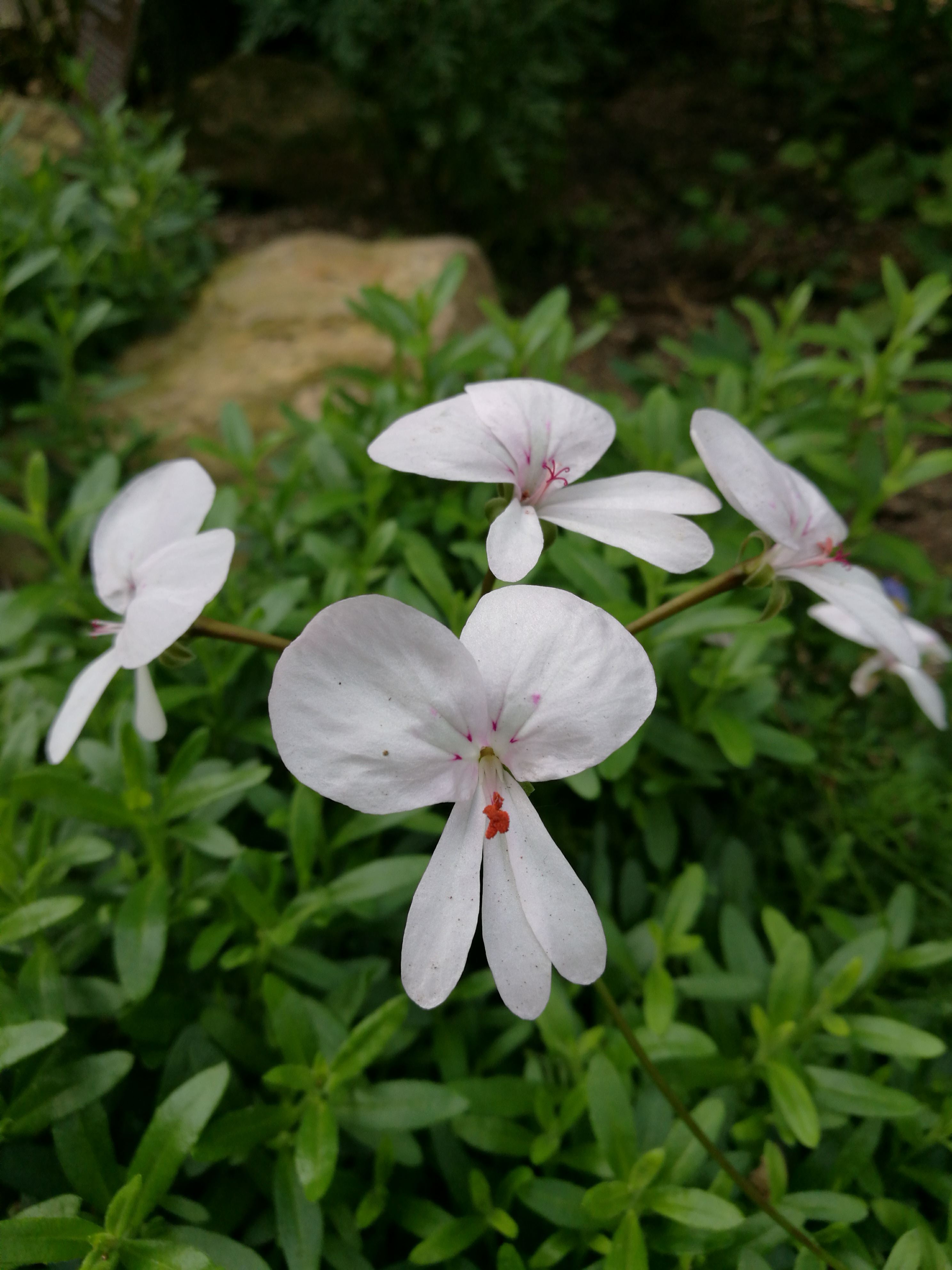 Pelargonium divisifolium