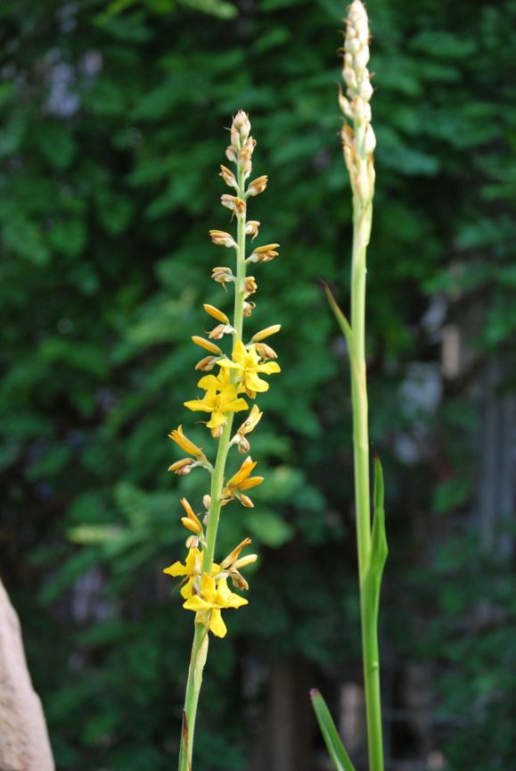 Wachendorfia thyrsiflora - Rooikanol, Bloodroot, Golden sceptre
