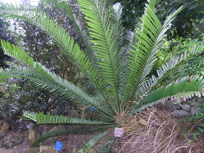 Encephalartos altensteinii - Oostkaapse broodboom, Eastern Cape giant cycad, iSundu, umGuza, umPhanga