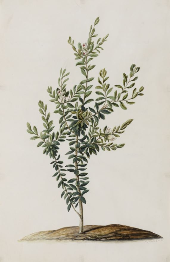 Polygala myrtifolia - Bloukappies, Augustusbossie, Blouertjieboom, Langelede, Septemberbossie, September bush