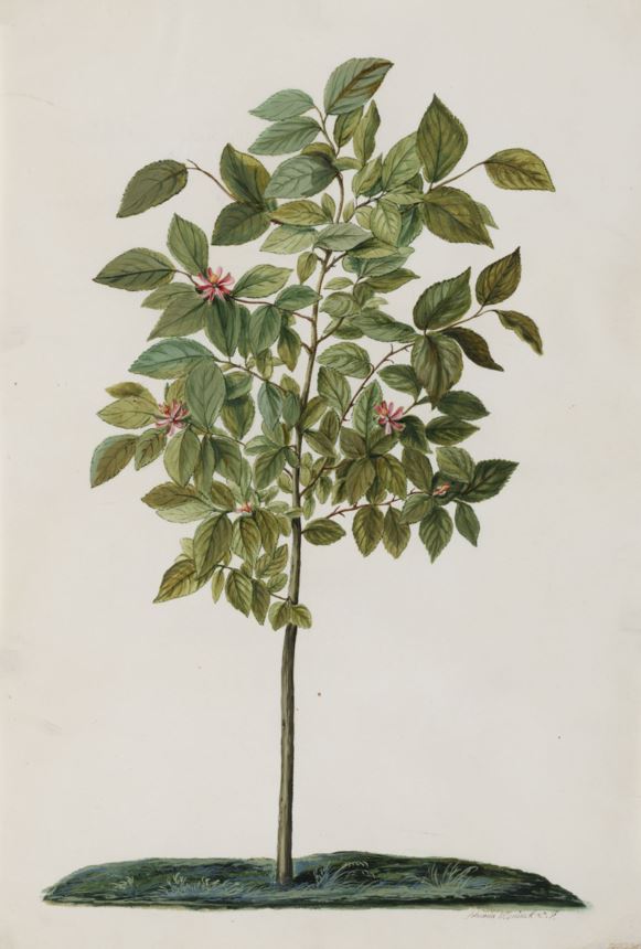 Grewia occidentalis - Kruisbessie, Crossberry, Lavender Star Flower
