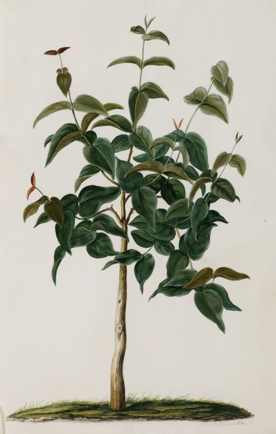 Eugenia uniflora - Surinaamse kers, Surinam cherry, Pitanga, Ñangapirí, Monkimonkikersi, Surinaamse kers