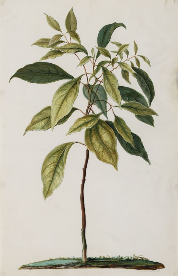Cinnamomum camphora - Kamferboom, Camphor tree, Kamfri, Kamferboom