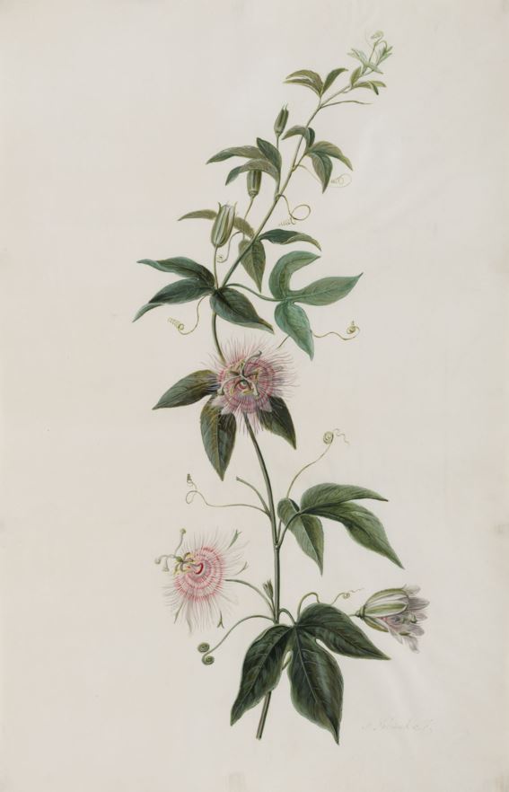 Passiflora edulis - Passievrucht, Passion fruit, Maracuja, Markusa