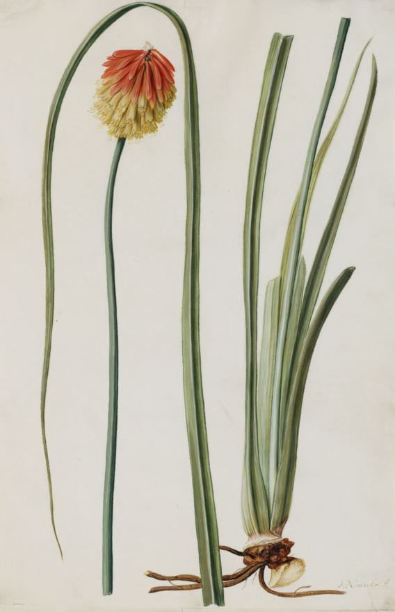 Kniphofia uvaria - Vuurpijl, Torch lily, Tritome à longues grappe, Schopf-Fackellilie