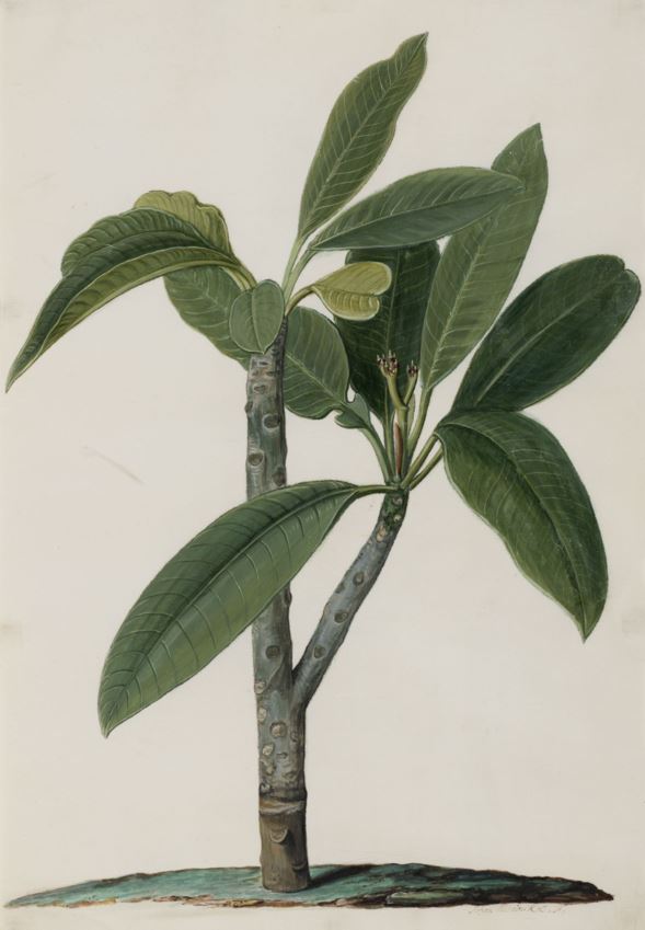 Plumeria rubra - Frangipani, Cacaloxochitl