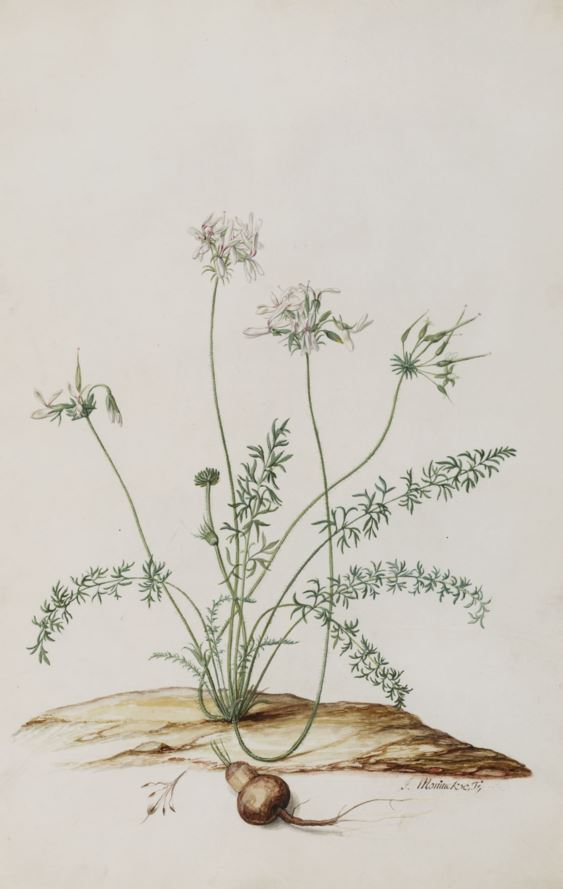 Pelargonium rapaceum - Bergpatat, Bergaartappel, Norretjie