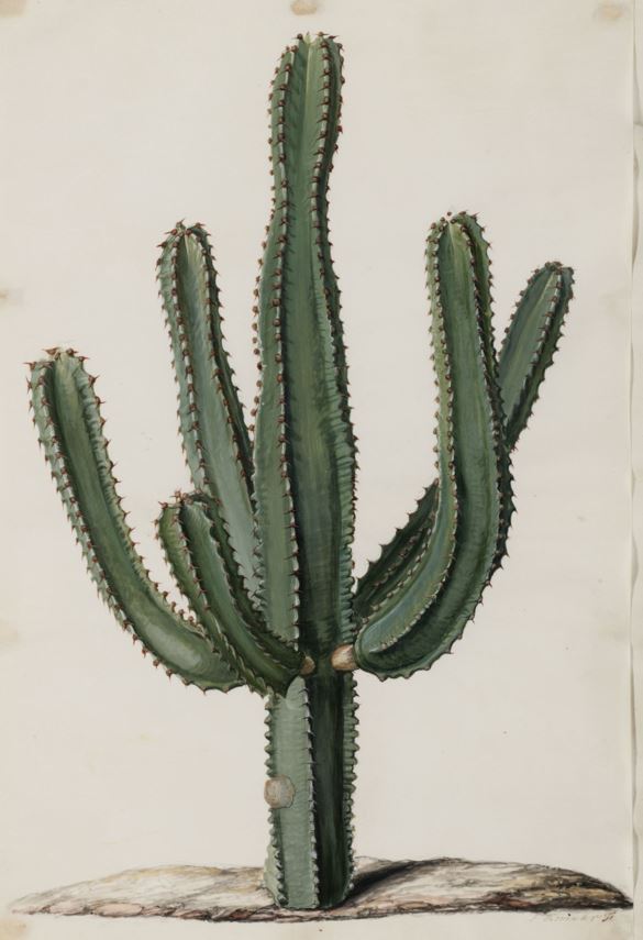 Euphorbia canariensis - Canary Island spurge, Cardón