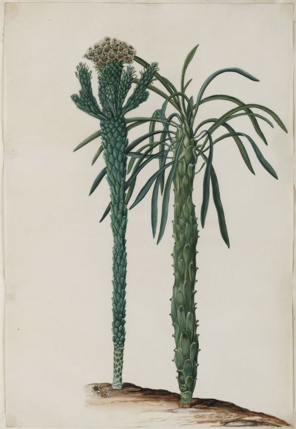 Euphorbia caput-medusae - Medusa's haar, Medusa's head