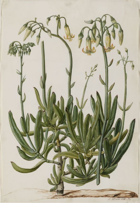 Cotyledon orbiculata - Varkoorblare, Beesbulk, Bergbessie, Plakkie, Pig's ears, Imphewula, Ipewula