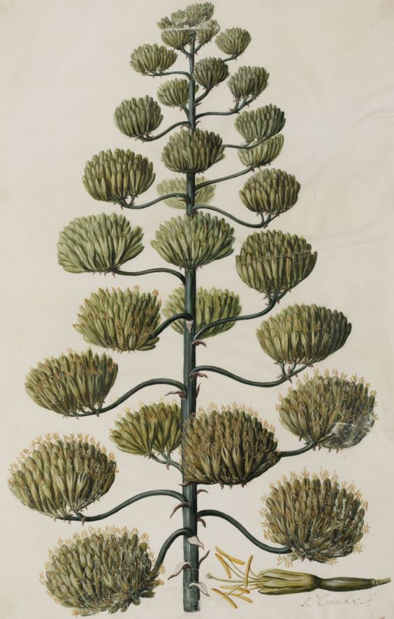 Agave americana - Century plant, Maguey