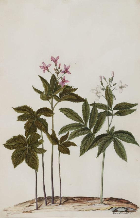 Cardamine heptaphylla - Seven leaflet bittercress, Cardamine à sept folioles