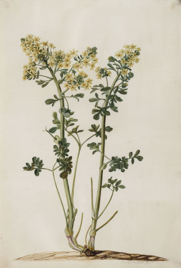 Ruta graveolens - Wijnruit, Herb of grace, Rue, Weinraute