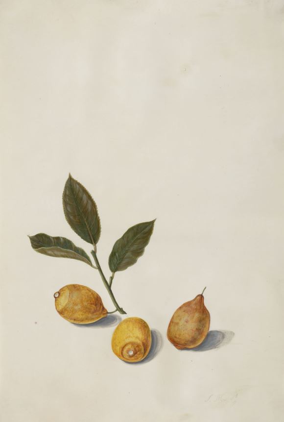 Citrus medica - Sukadeboom