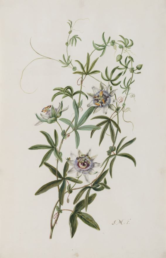 Passiflora caerulea - Blauwe passiebloem, Common passion flower