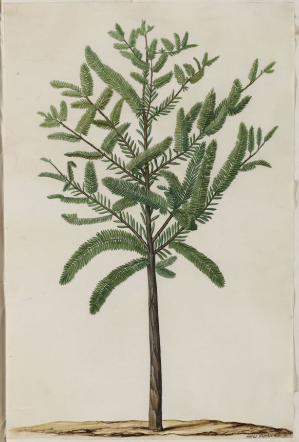 Taxodium distichum - Moerascipres, Baldcypress, Ciprés calvo, Ciprés de los pantanos