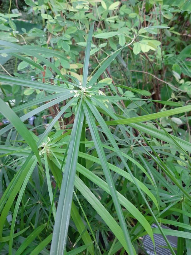 Cyperus alternifolius - Parapluplant, Umbrella grass