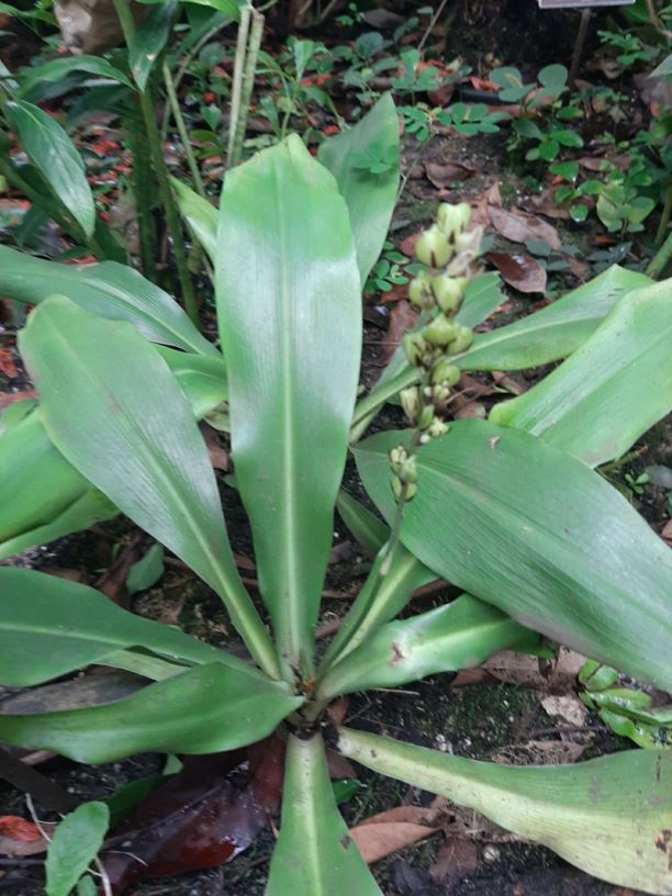 Chlorophytum filipendulum subsp. amaniense