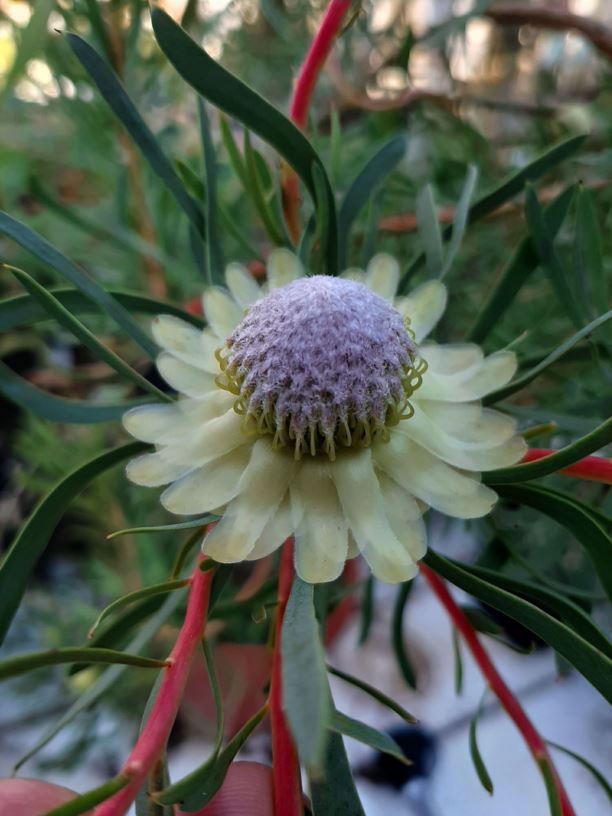 Protea scolymocephala - Witskollie, Kleingroenroos, Scoly, Thistle sugarbush