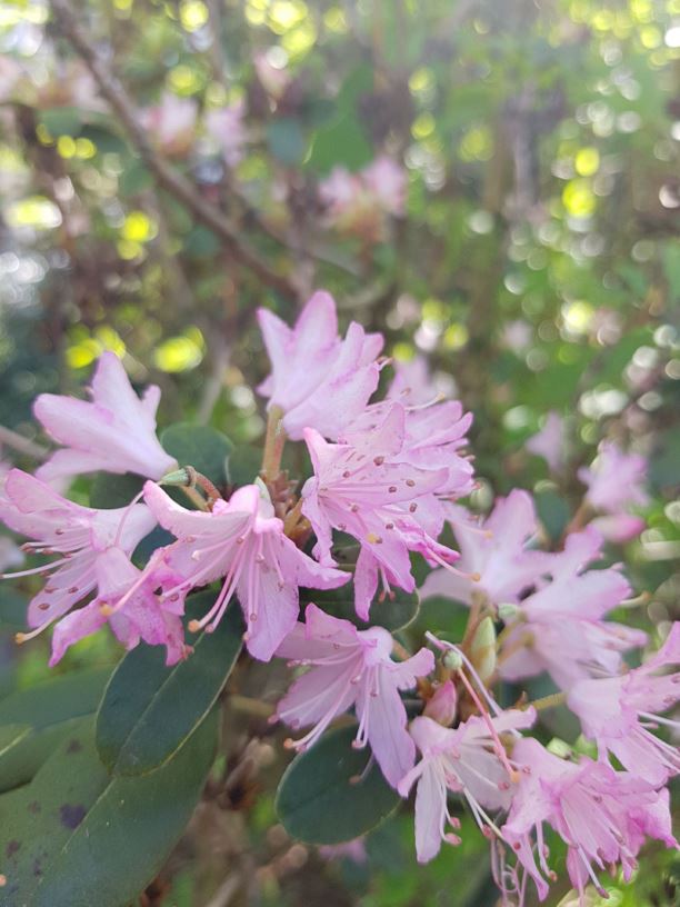 Rhododendron racemosum - Yèhuā dùjuān, 腋花杜鹃, Axillary-flower rhododendron