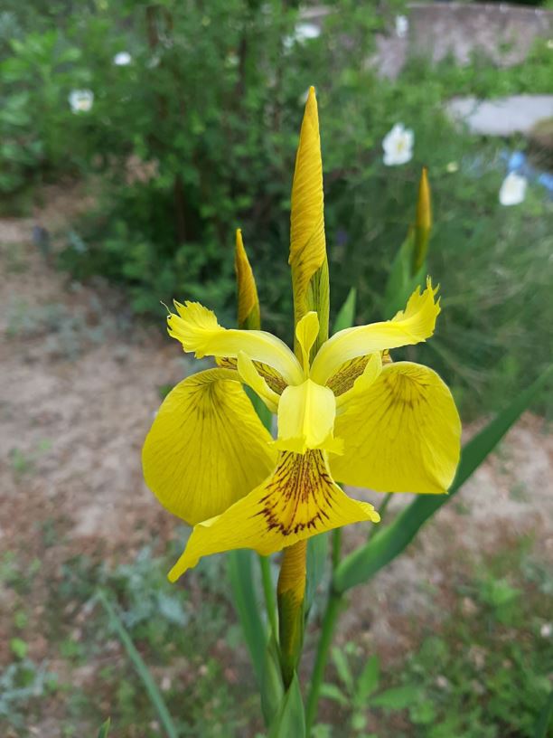 Iris pseudacorus - Gele lis, Yellow flag, Yellow iris