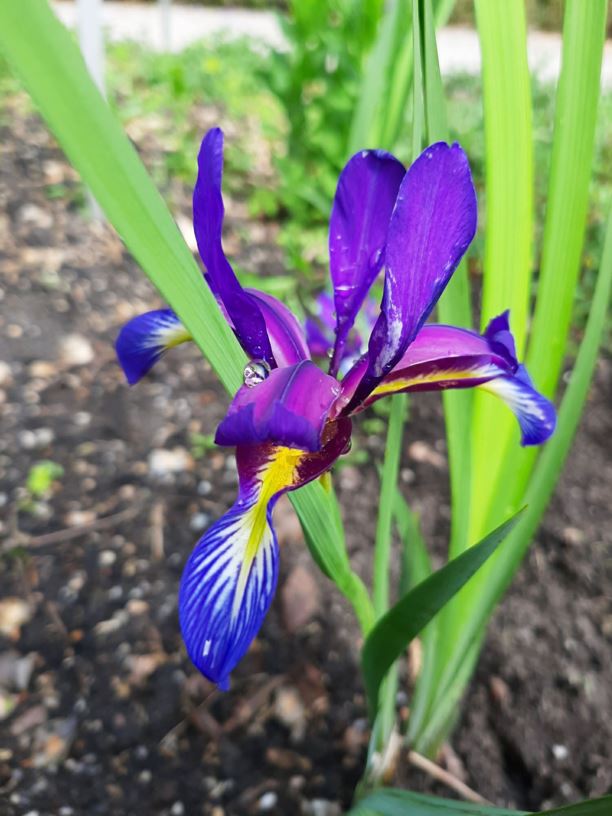Iris graminea - Grasbladige lis