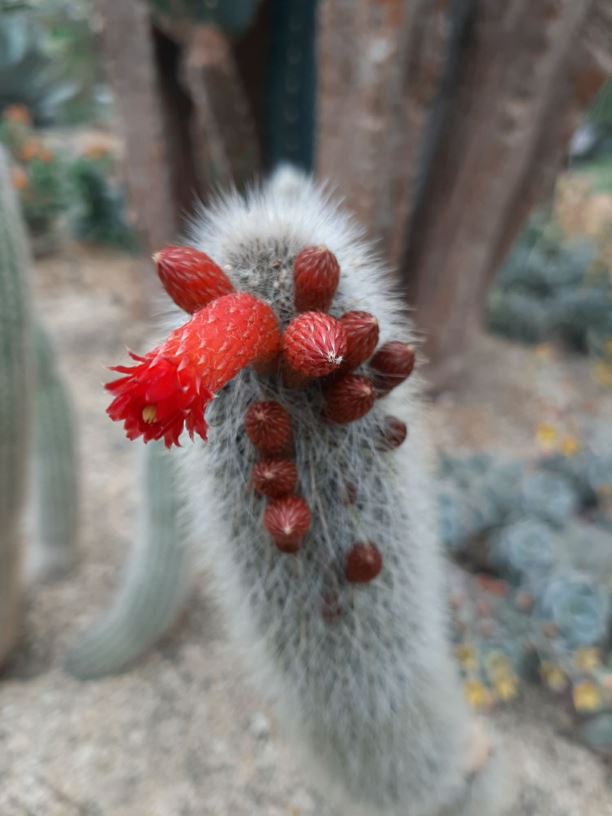 Cleistocactus hyalacanthus - Silver torch cactus