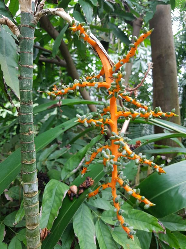 Chamaedorea tepejilote - Pacaya palm, Pacaya, Tepejilote