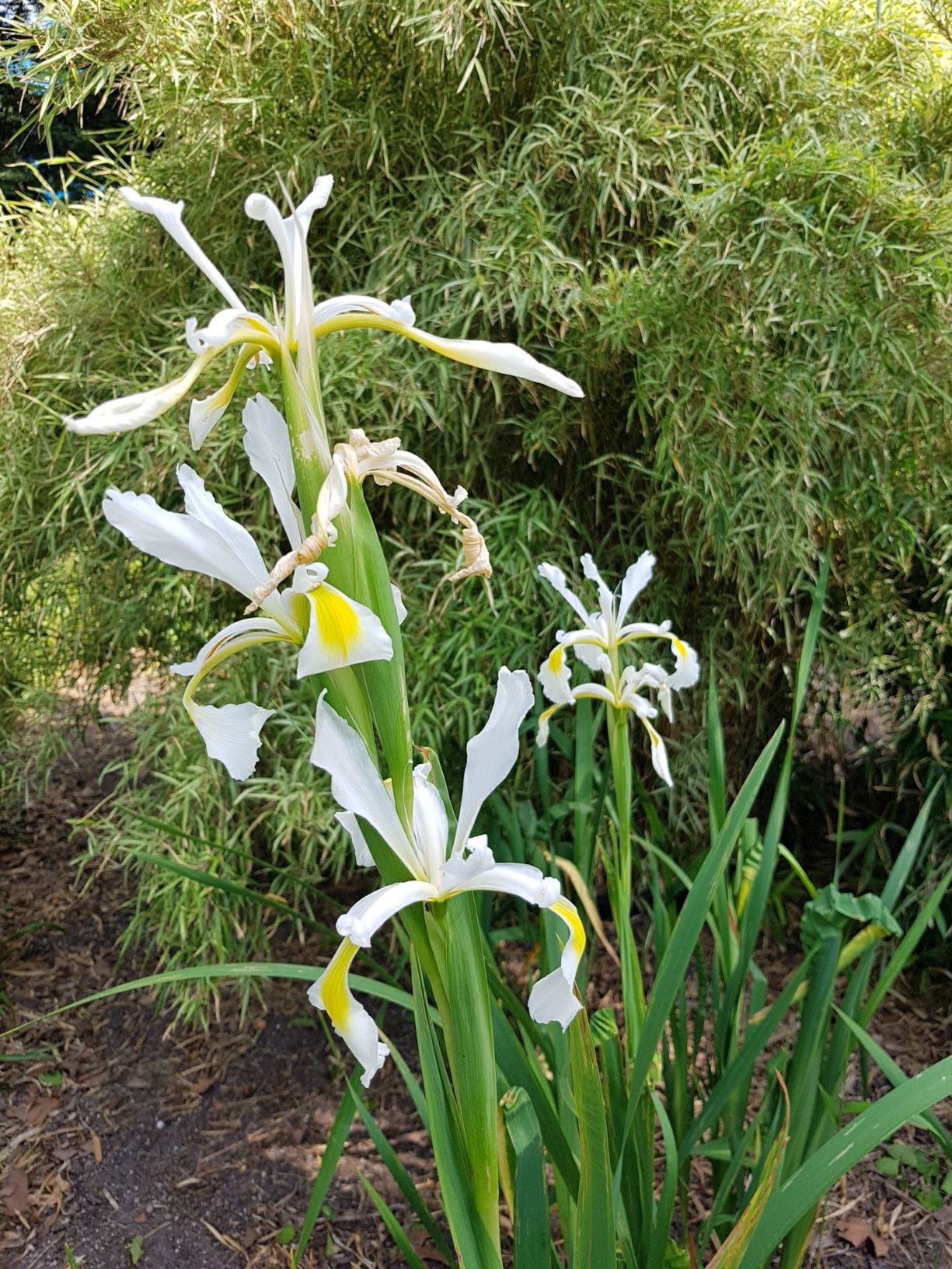 Iris orientalis - Turkish iris