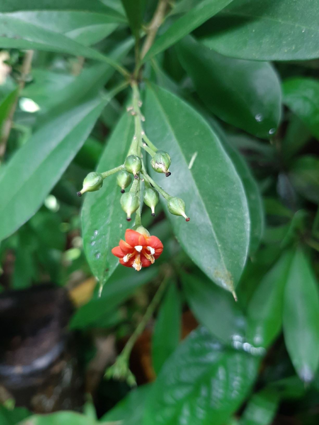 Bonellia macrocarpa subsp. pungens - Guayaca