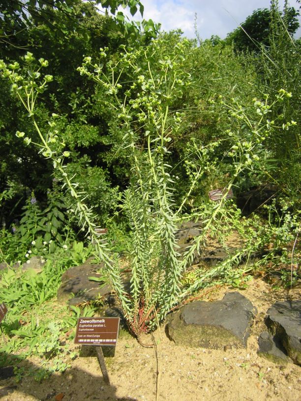 Euphorbia paralias - Zeewolfsmelk, Sea spurge, Euphorbe maritime, Strand-Wolfsmilch