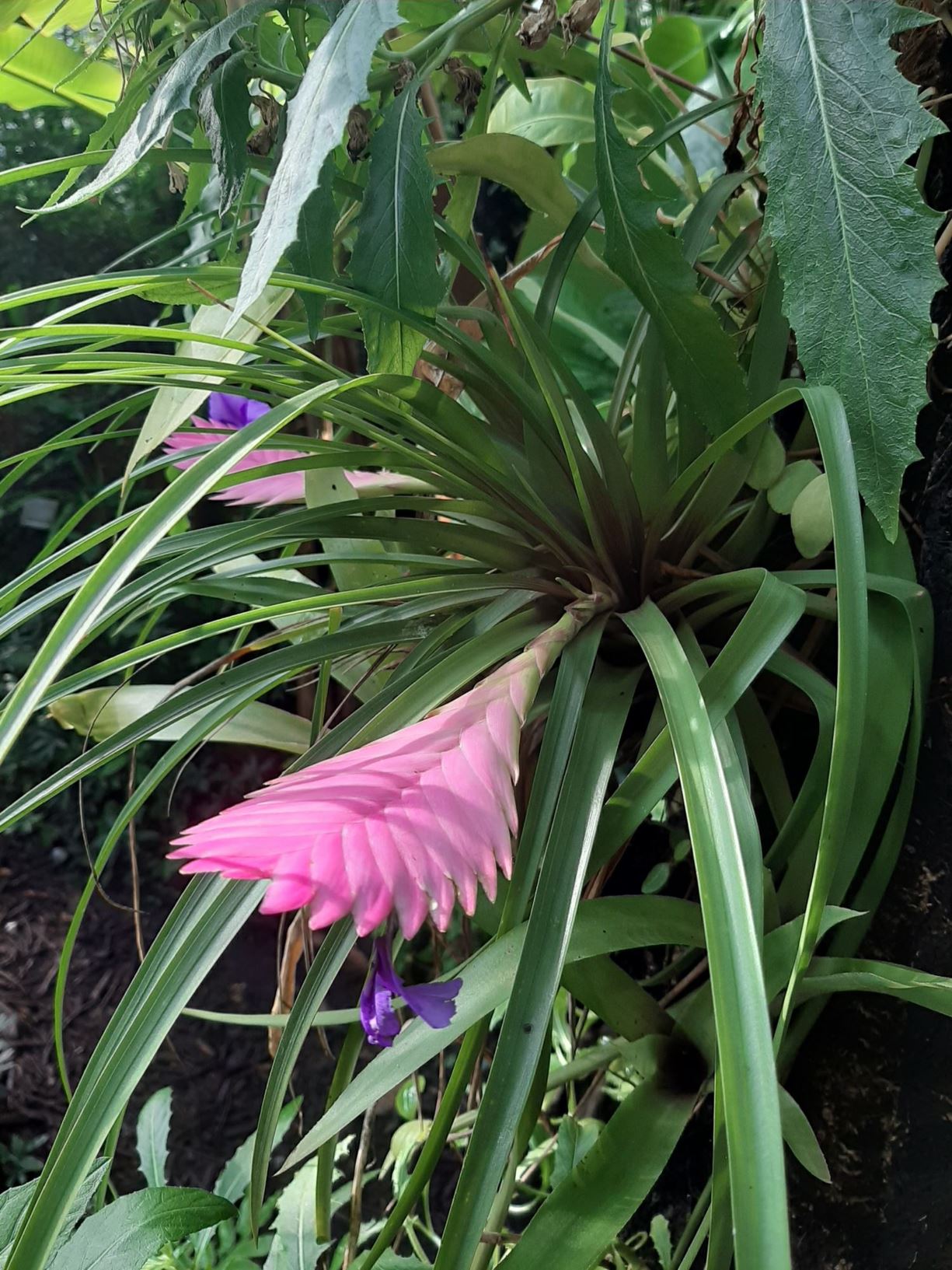 Wallisia cyanea - Pink quill