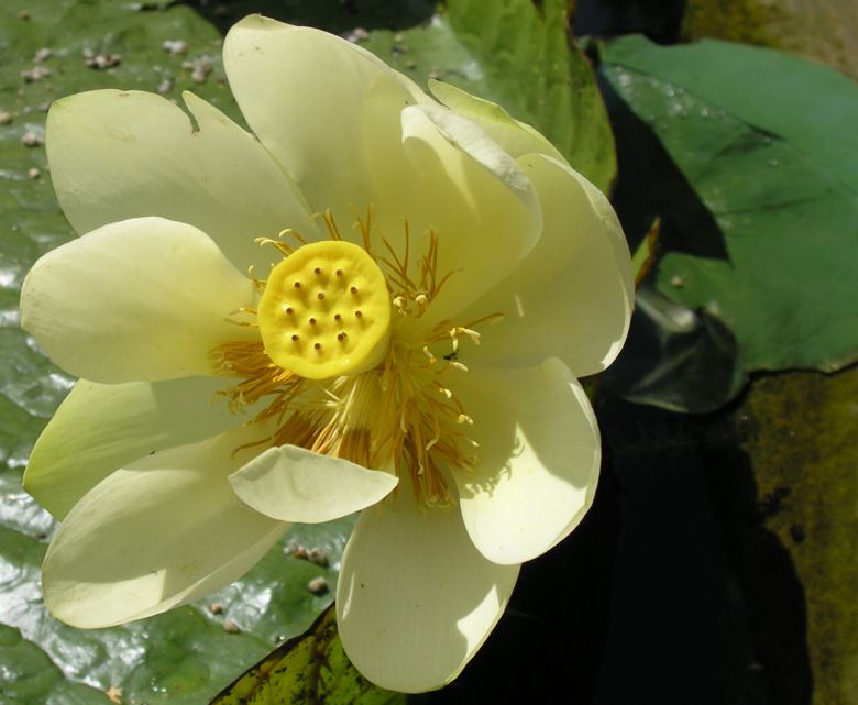Nelumbo lutea - Gele lotus, Amerikaanse lotus, Yellow lotus