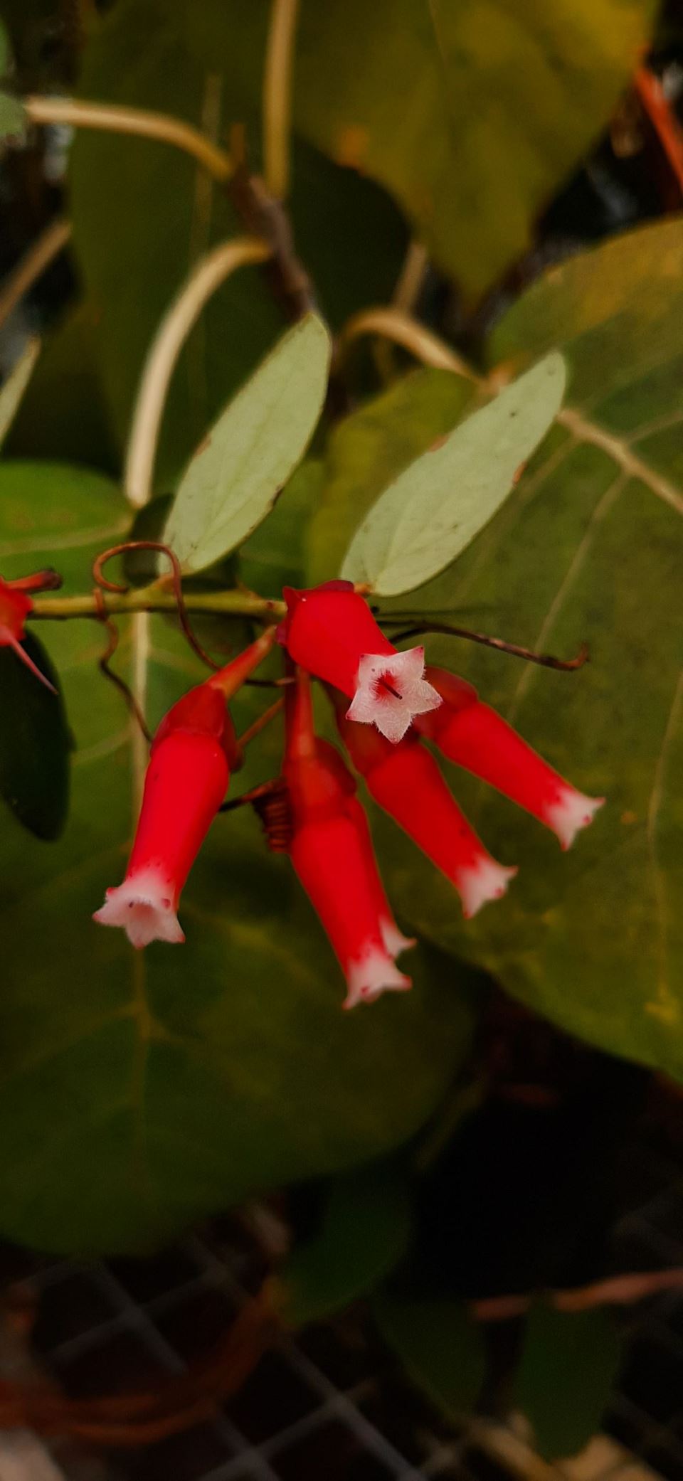 Macleania cordifolia - Hartbladige macleania