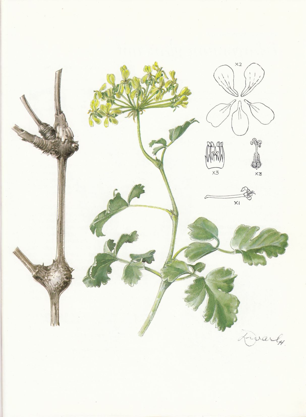 Pelargonium gibbosum - Gouty pelargonium